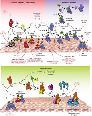 Complement Evasion Strategies of Viruses: An Overview